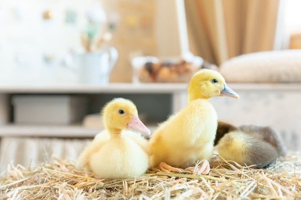 Comment associer des gants en velours avec des tenues hivernales?